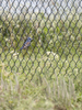 Blue Grosbeak male